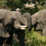 712759_elefants_3