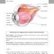 Jaskra – podstawowe informacje